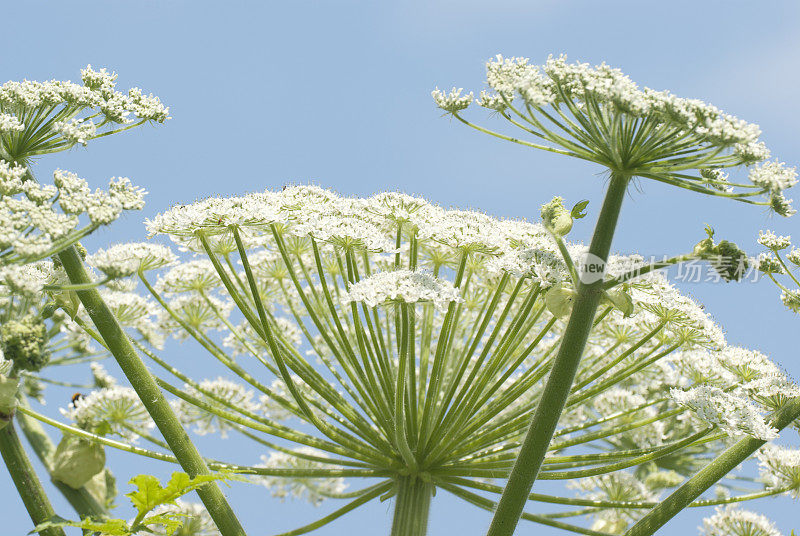 大猪草(Heracleum manteggazzianum)对着蓝天